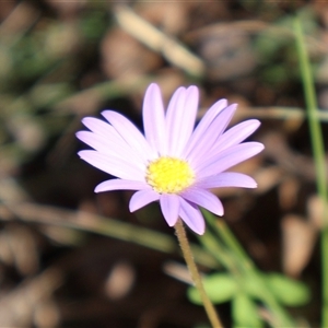 Calotis scabiosifolia var. integrifolia at Tharwa, ACT - 20 Dec 2024