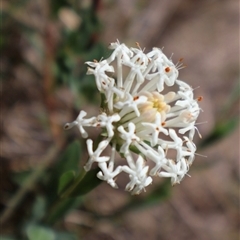 Pimelea linifolia (Slender Rice Flower) at Tharwa, ACT - 20 Dec 2024 by Clarel