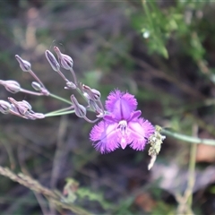 Thysanotus tuberosus subsp. tuberosus at Tharwa, ACT - 19 Dec 2024 by Clarel