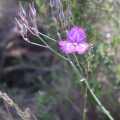 Thysanotus tuberosus subsp. tuberosus at Tharwa, ACT - 20 Dec 2024 09:54 AM