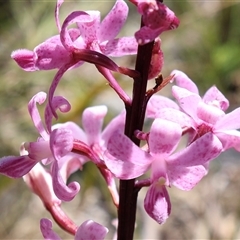 Dipodium roseum (Rosy Hyacinth Orchid) at Tharwa, ACT - 19 Dec 2024 by Clarel