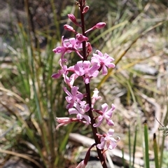 Dipodium roseum at Tharwa, ACT - suppressed