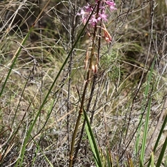 Dipodium roseum at Tharwa, ACT - suppressed