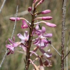 Dipodium roseum at Tharwa, ACT - suppressed