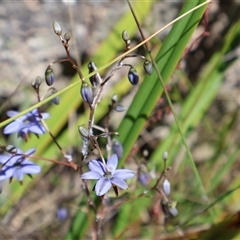 Dianella revoluta var. revoluta at Tharwa, ACT - 19 Dec 2024 by Clarel