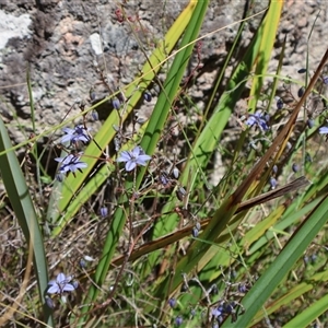 Dianella revoluta var. revoluta at Tharwa, ACT - 20 Dec 2024