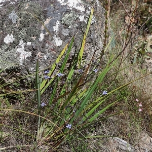 Dianella revoluta var. revoluta at Tharwa, ACT - 20 Dec 2024