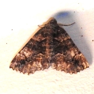 Gastrinodes argoplaca (Cryptic Bark Moth) at Wanniassa, ACT by JohnBundock