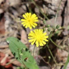 Unidentified Daisy at Tharwa, ACT - 19 Dec 2024 by Clarel