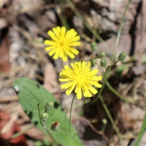 Crepis capillaris (Smooth Hawksbeard) at Tharwa, ACT by Clarel