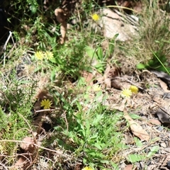 Crepis capillaris at Tharwa, ACT - 20 Dec 2024