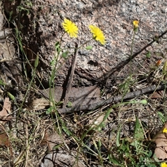 Crepis capillaris at Tharwa, ACT - 20 Dec 2024