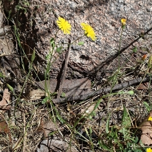 Crepis capillaris at Tharwa, ACT - 20 Dec 2024 09:43 AM