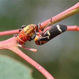 Eurymeloides pulchra (Gumtree hopper) at Wodonga, VIC by KylieWaldon