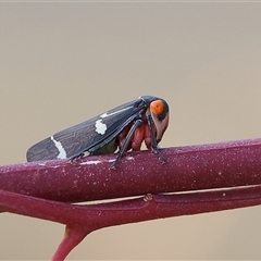 Eurymeloides pulchra at Wodonga, VIC - 22 Dec 2024