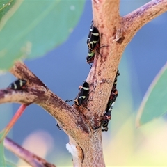 Eurymeloides pulchra at Wodonga, VIC - 22 Dec 2024