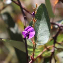 Hardenbergia violacea (False Sarsaparilla) at Tharwa, ACT - 20 Dec 2024 by Clarel