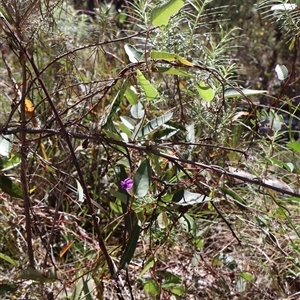 Hardenbergia violacea at Tharwa, ACT - 20 Dec 2024