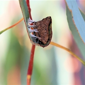 Unidentified Spider at Wodonga, VIC by KylieWaldon