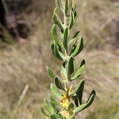 Persoonia rigida at Tharwa, ACT - 19 Dec 2024 by Clarel