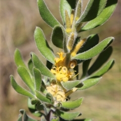 Persoonia rigida at Tharwa, ACT - 20 Dec 2024 09:40 AM