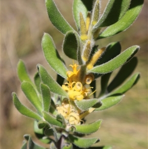 Persoonia rigida at Tharwa, ACT - 20 Dec 2024 09:40 AM