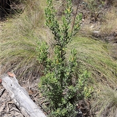 Persoonia rigida at Tharwa, ACT - 20 Dec 2024 09:40 AM