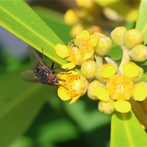 Tachinidae (family) (Unidentified Bristle fly) at Wodonga, VIC by KylieWaldon