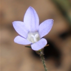 Wahlenbergia stricta subsp. stricta (Tall Bluebell) at Tharwa, ACT - 20 Dec 2024 by Clarel