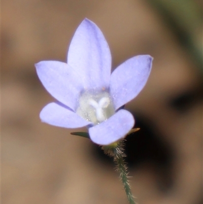 Wahlenbergia stricta subsp. stricta (Tall Bluebell) at Tharwa, ACT - 20 Dec 2024 by Clarel