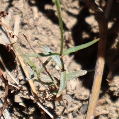 Wahlenbergia stricta subsp. stricta at Tharwa, ACT - 20 Dec 2024