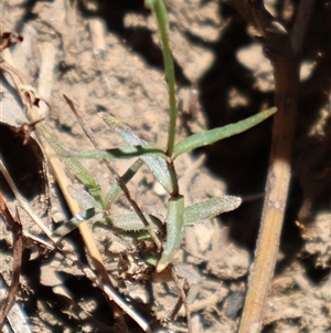 Wahlenbergia stricta subsp. stricta at Tharwa, ACT - 20 Dec 2024 09:21 AM