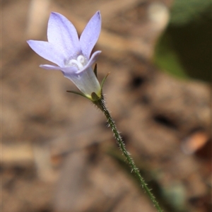 Wahlenbergia stricta subsp. stricta at Tharwa, ACT - 20 Dec 2024