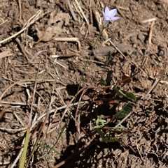 Wahlenbergia stricta subsp. stricta at Tharwa, ACT - 20 Dec 2024