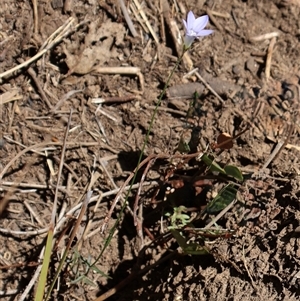 Wahlenbergia stricta subsp. stricta at Tharwa, ACT - 20 Dec 2024 09:21 AM