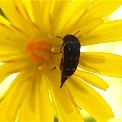 Mordella sydneyana (Pintail Beetle) at Brindabella, NSW - 24 Dec 2024 by JohnBundock