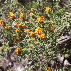 Pultenaea procumbens (Bush Pea) at Tharwa, ACT - 20 Dec 2024 by Clarel