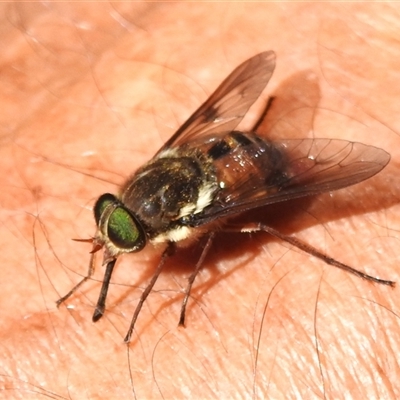 Copidapha maculiventris (March fly) at Brindabella, NSW - 24 Dec 2024 by JohnBundock