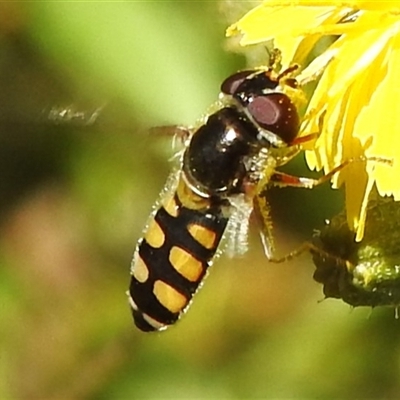 Melangyna viridiceps (Hover fly) at Brindabella, NSW - 24 Dec 2024 by JohnBundock