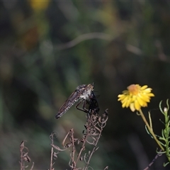 Unidentified Robber fly (Asilidae) at Symonston, ACT - 24 Dec 2024 by Sheridannew