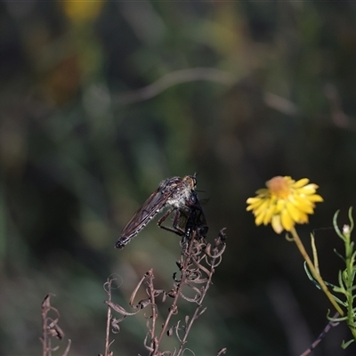 Unidentified Robber fly (Asilidae) at Symonston, ACT - 24 Dec 2024 by Sheridannew