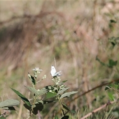 Pieris rapae at Symonston, ACT - 24 Dec 2024 by Sheridannew