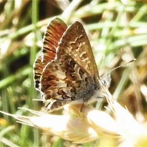 Neolucia agricola (Fringed Heath-blue) at Brindabella, NSW by JohnBundock