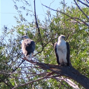 Haliaeetus leucogaster at Barton, ACT - 25 Dec 2024 08:43 AM