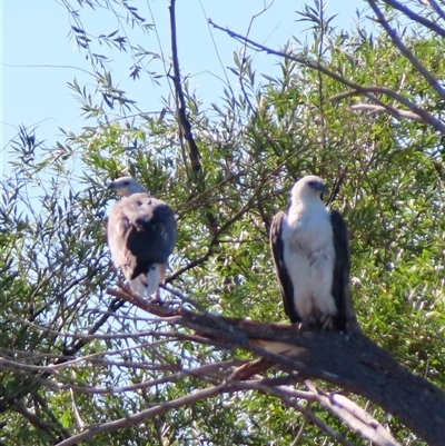 Haliaeetus leucogaster (White-bellied Sea-Eagle) at Barton, ACT - 25 Dec 2024 by MB