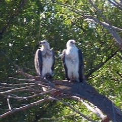 Haliaeetus leucogaster at Barton, ACT - 25 Dec 2024 08:43 AM