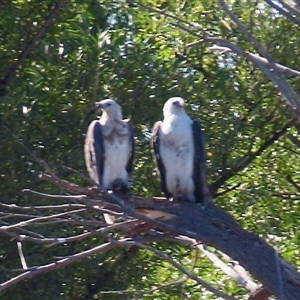 Haliaeetus leucogaster at Barton, ACT - 25 Dec 2024 08:43 AM