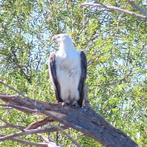 Haliaeetus leucogaster at Barton, ACT - 25 Dec 2024