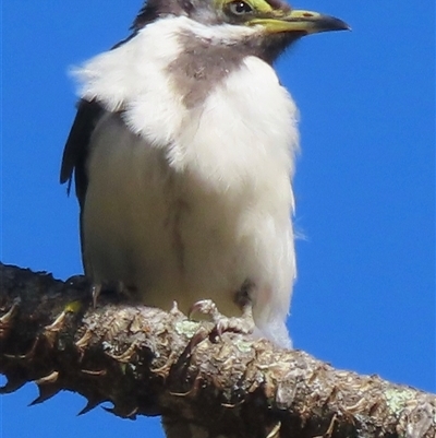 Entomyzon cyanotis (Blue-faced Honeyeater) at Wagga Wagga, NSW - 24 Dec 2024 by RobParnell