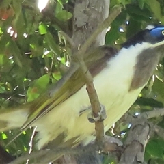 Entomyzon cyanotis at Wagga Wagga, NSW - 24 Dec 2024 09:21 AM